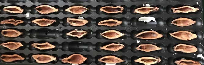 檳榔口味是如何利用高新技術(shù)加工的？